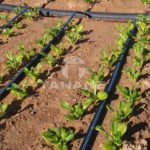 TAŚMA KROPLUJĄCA AQUA - TRAXX 8/10 cm - 1.14 l/h